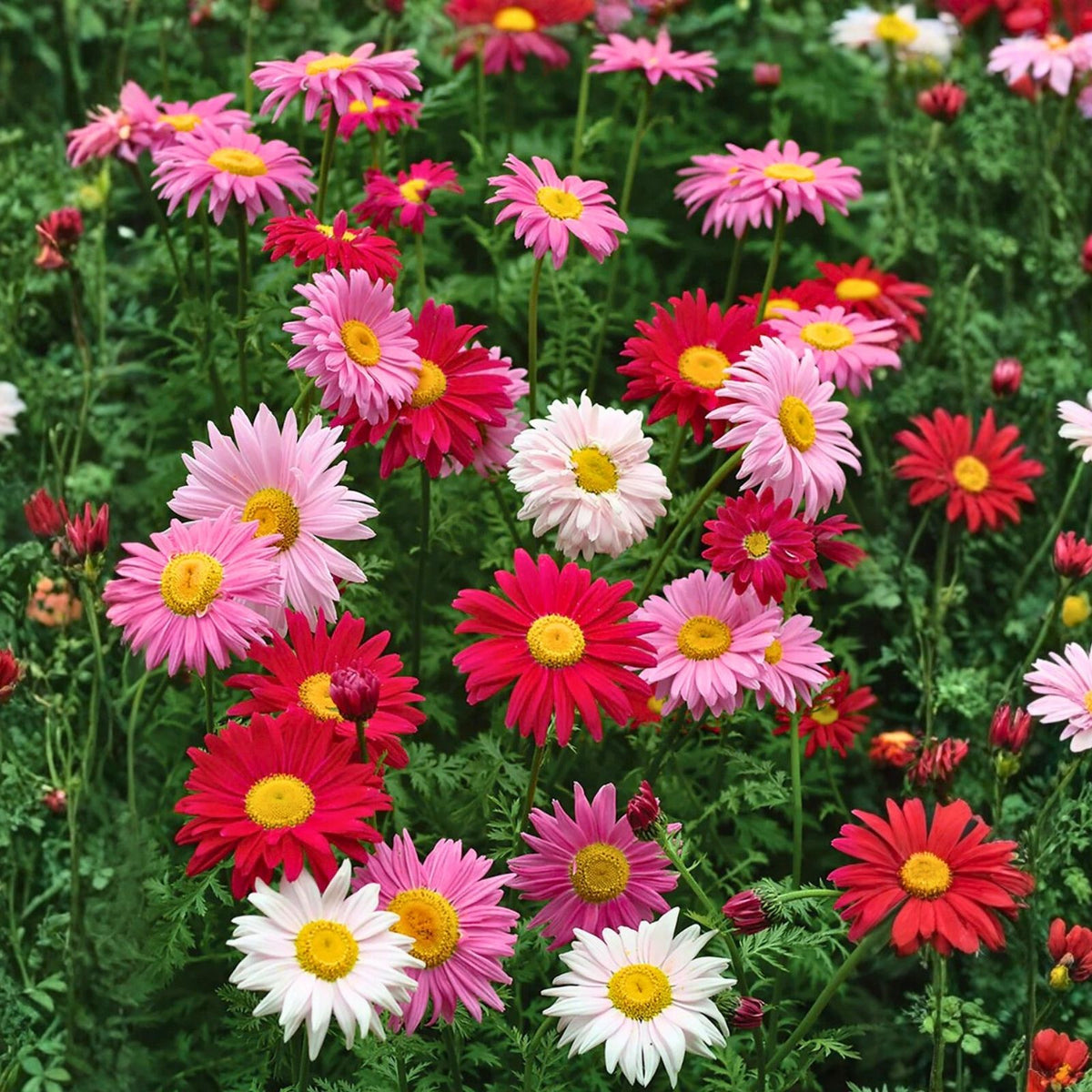Chrysanthemum Seeds 200+ Plum Blossom Mum, Annual Flower, Colorful Garden Blooms, Chrysanthemum Morifolium