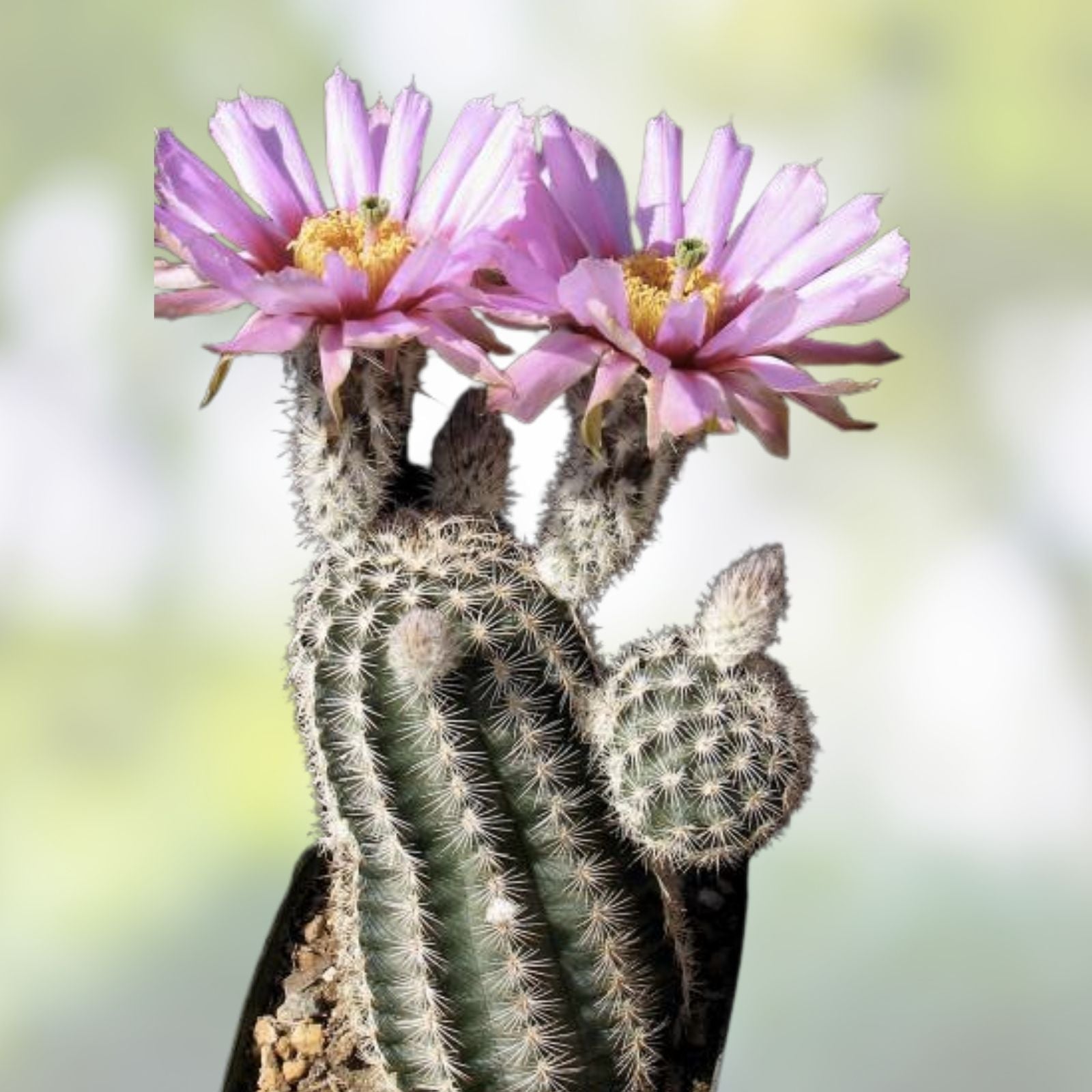 Echinocereus reichenbachii Lace Hedgehog Cactus Live Plant Succulent Indoor Outdoor Garden Starter Root