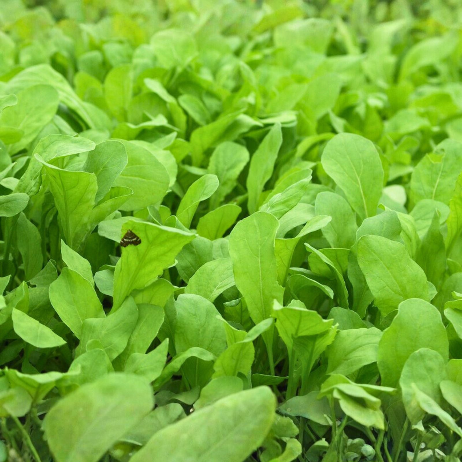 Heirloom Arugula Seeds 500+ Non-GMO Roquette Greens Organic Salad Mix Plant Starter