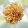 Gloriosa Dahlia Pinnata Live Plant Bulb Tuber Variegated Yellow Red Garden Flower Perennial Plant 6.5" Blooms