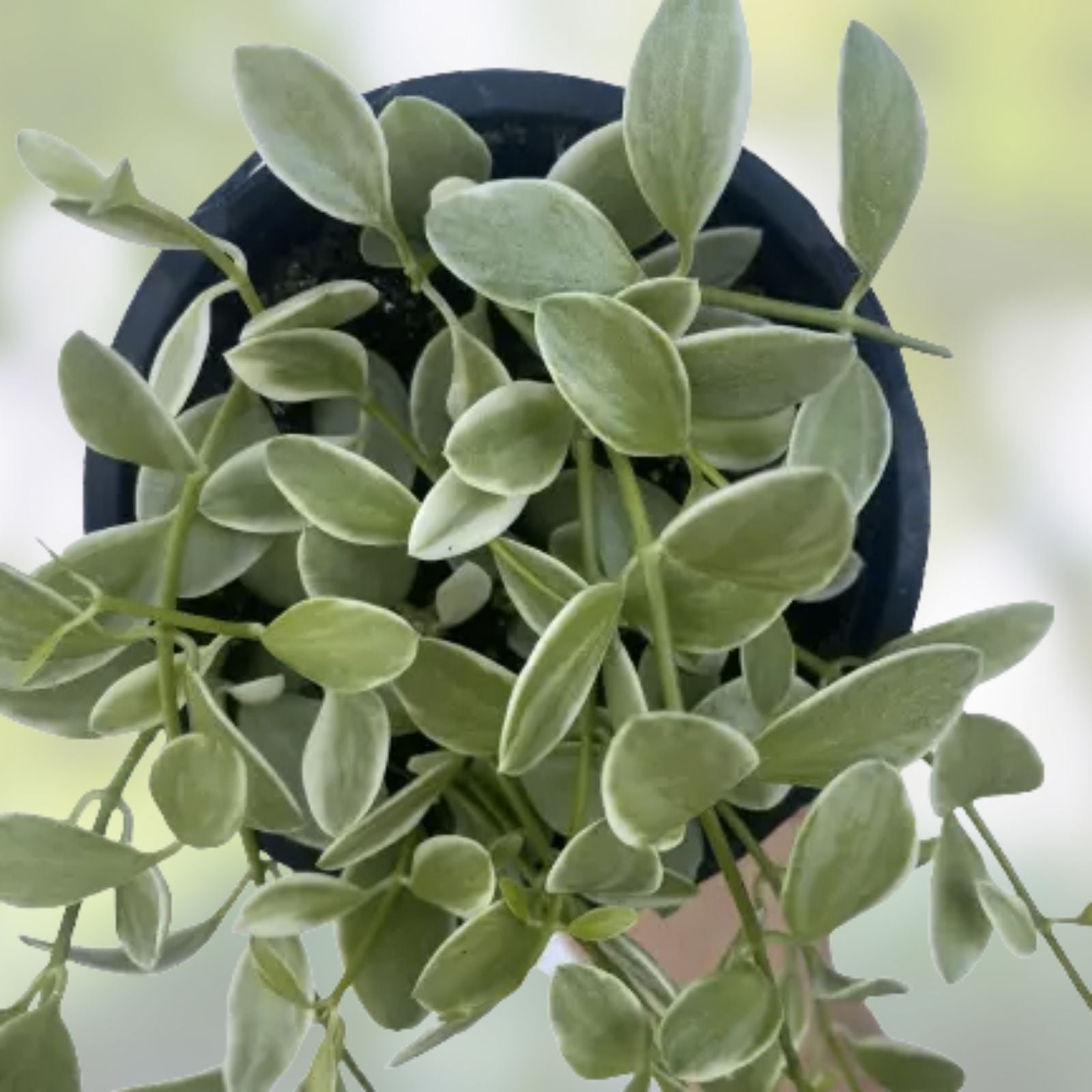 Dischidia Oiantha Variegata Cutting - Rare Variegated Houseplant, Live Plant, Propagation, Indoor Plant, Starter Plant