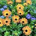 African Orange Daisy Seeds, Osteospermum spp., Organic Perennial Flower Seeds, Live Plant Starter, USA Grown, Free Shipping