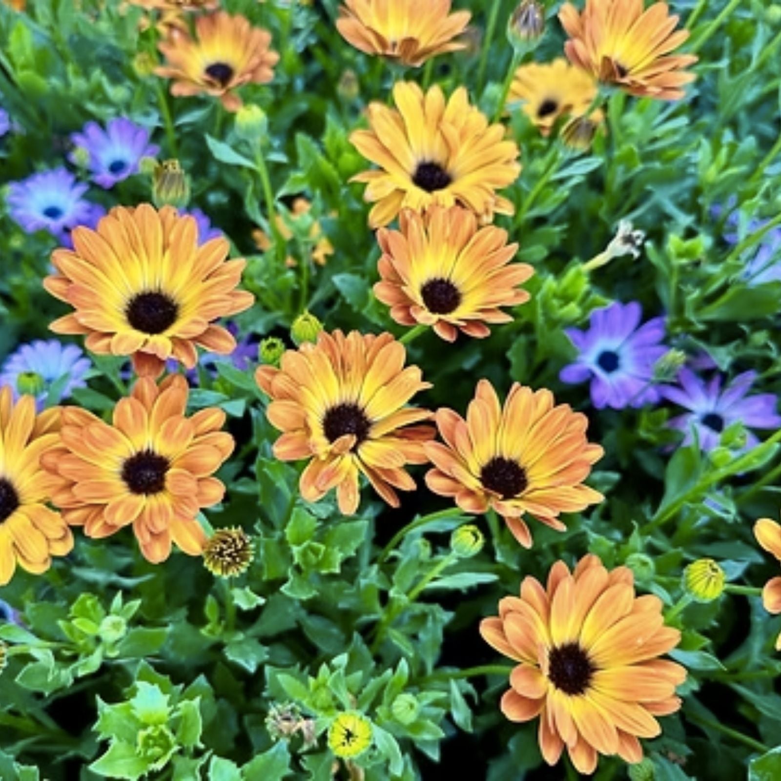 African Orange Daisy Seeds, Osteospermum spp., Organic Perennial Flower Seeds, Live Plant Starter, USA Grown, Free Shipping