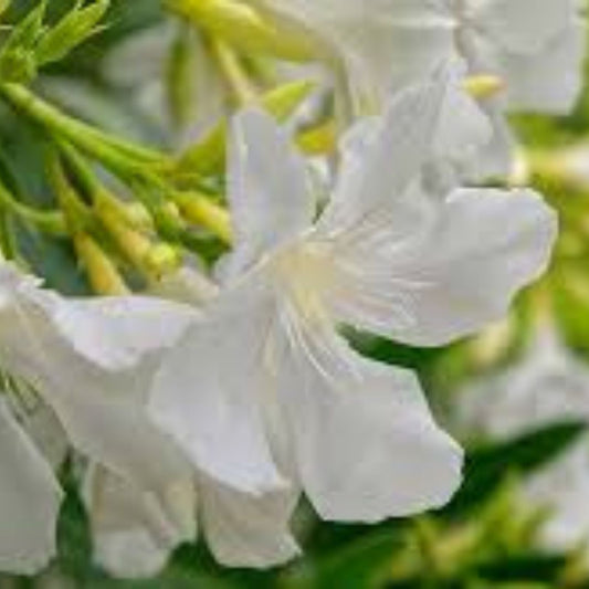 Oleander Tree Live Cuttings 6" White Flowers Nerium oleander Unrooted Shrub Bush for Garden