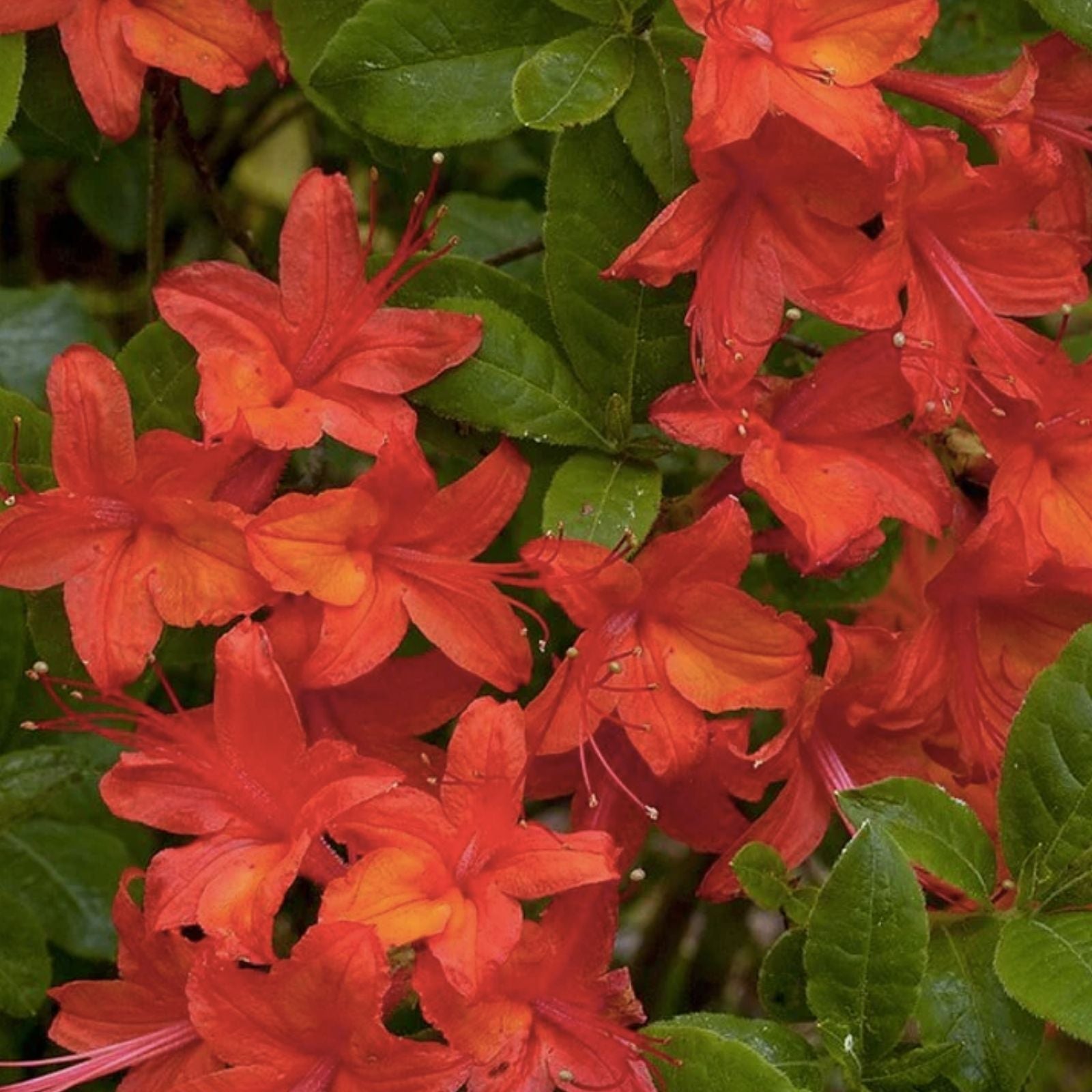 Red Azalea Seeds 50+ Rhododendron bakeri Flowering Bush Live Plant, Garden, Landscape, Patio