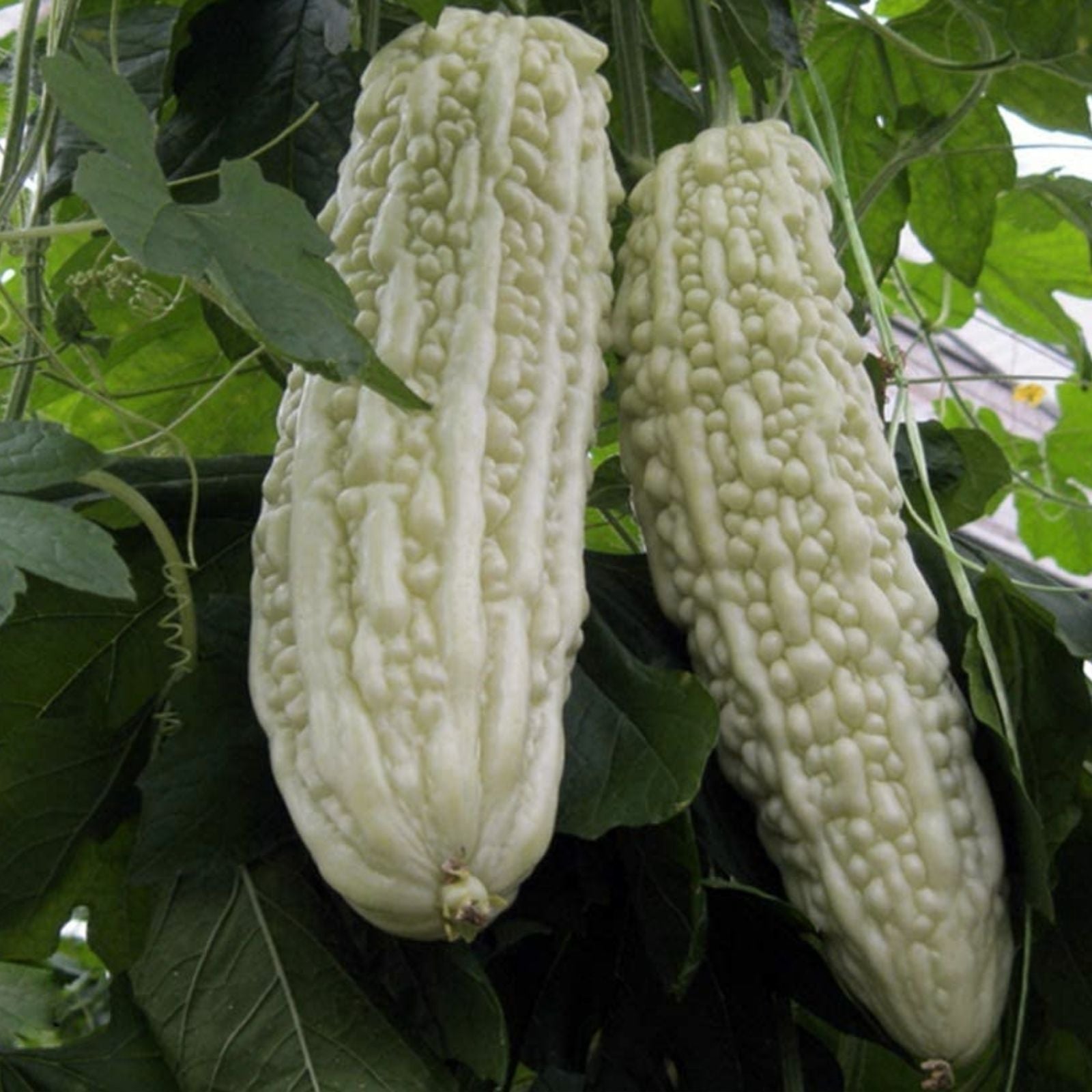 Chinaberry Tree Seeds 20 Pack - Melia Azedarach Pride Variety for Planting - Ornamental Tree Seeds - BloomHavenNursery