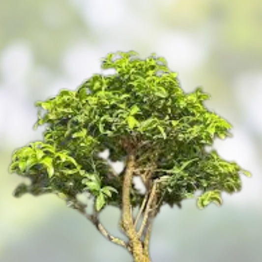 Kingsville Boxwood Bonsai Tree Mame Size in Glazed Drilled Tea Pot, Buxus microphylla 'Kingsville' - Miniature Evergreen Plant