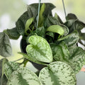 Rooted Top Cut Scindapsus Pictus Sooo Silver Plant in Moss – Indoor Houseplant for Home Decor and Gardening