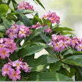 Rooted Plumeria Cutting 12" Pink Frangipani Tropical Flowering Plant Garden Decor