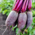 Cylindra Beet Seeds Organic Non-GMO Heirloom Beta vulgaris Root Vegetable Garden Seeds 100 Pack