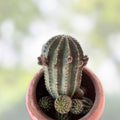 Echinopsis 'California' Cactus Cutting with 4 Pups – Succulent Plant for Indoor Gardening, Easy Care, Desert Cactus, Live Plant