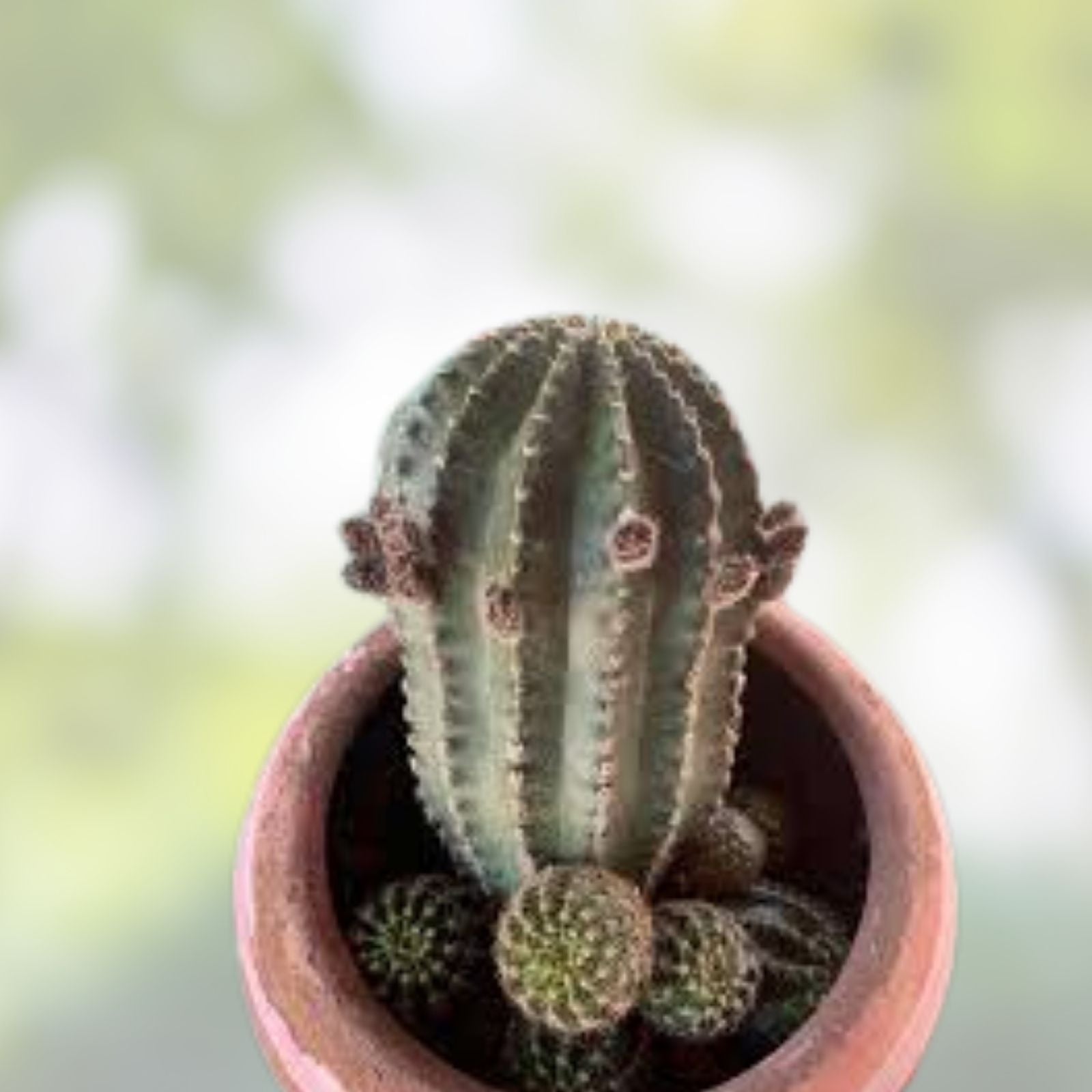 Echinopsis 'California' Cactus Cutting with 4 Pups – Succulent Plant for Indoor Gardening, Easy Care, Desert Cactus, Live Plant