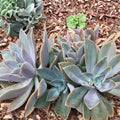 Echeveria Fred Ives Succulent Cuttings - Multicolor Rosette Plant for Indoor Gardening, Arrangements, Live Plant, Starter Plant