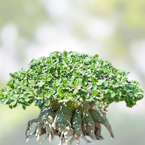 20 Rare Exotic Desert Rose Seeds - Adenium Obesum - Mixed Colors for Bonsai, Landscaping & Gardening