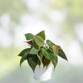 Philodendron Micans 4" Potted Plant Velvet Green Heart-Shaped Leaves Indoor Houseplant Live Plant