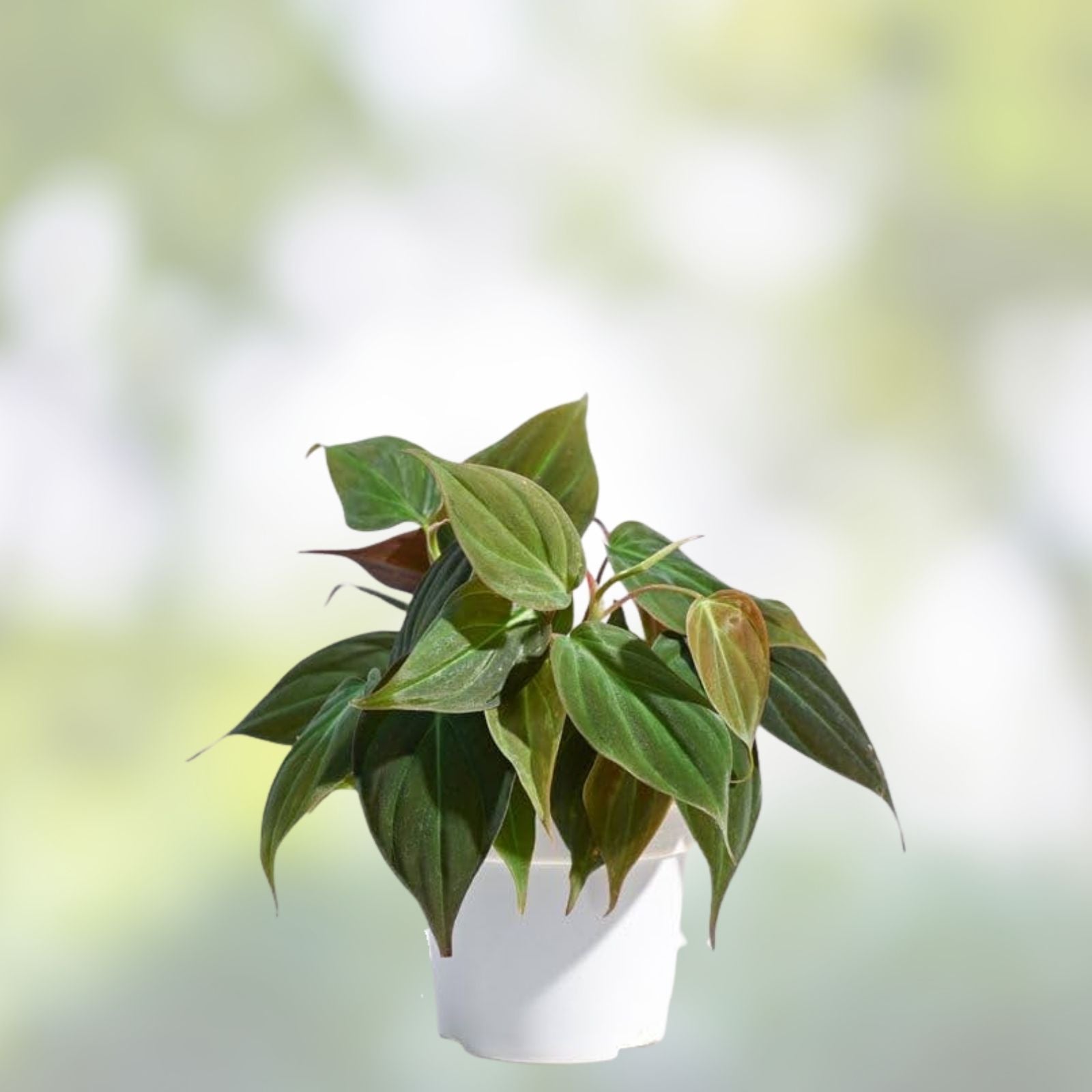 Philodendron Micans 4" Potted Plant Velvet Green Heart-Shaped Leaves Indoor Houseplant Live Plant