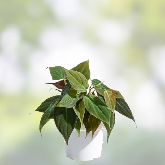 Philodendron Micans 4" Potted Plant Velvet Green Heart-Shaped Leaves Indoor Houseplant Live Plant