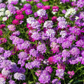 Candytuft Seeds Dwarf Fairy Mix Pink Lavender White Flower Seeds Iberis umbellata Live Plant Cutting Starter Plant