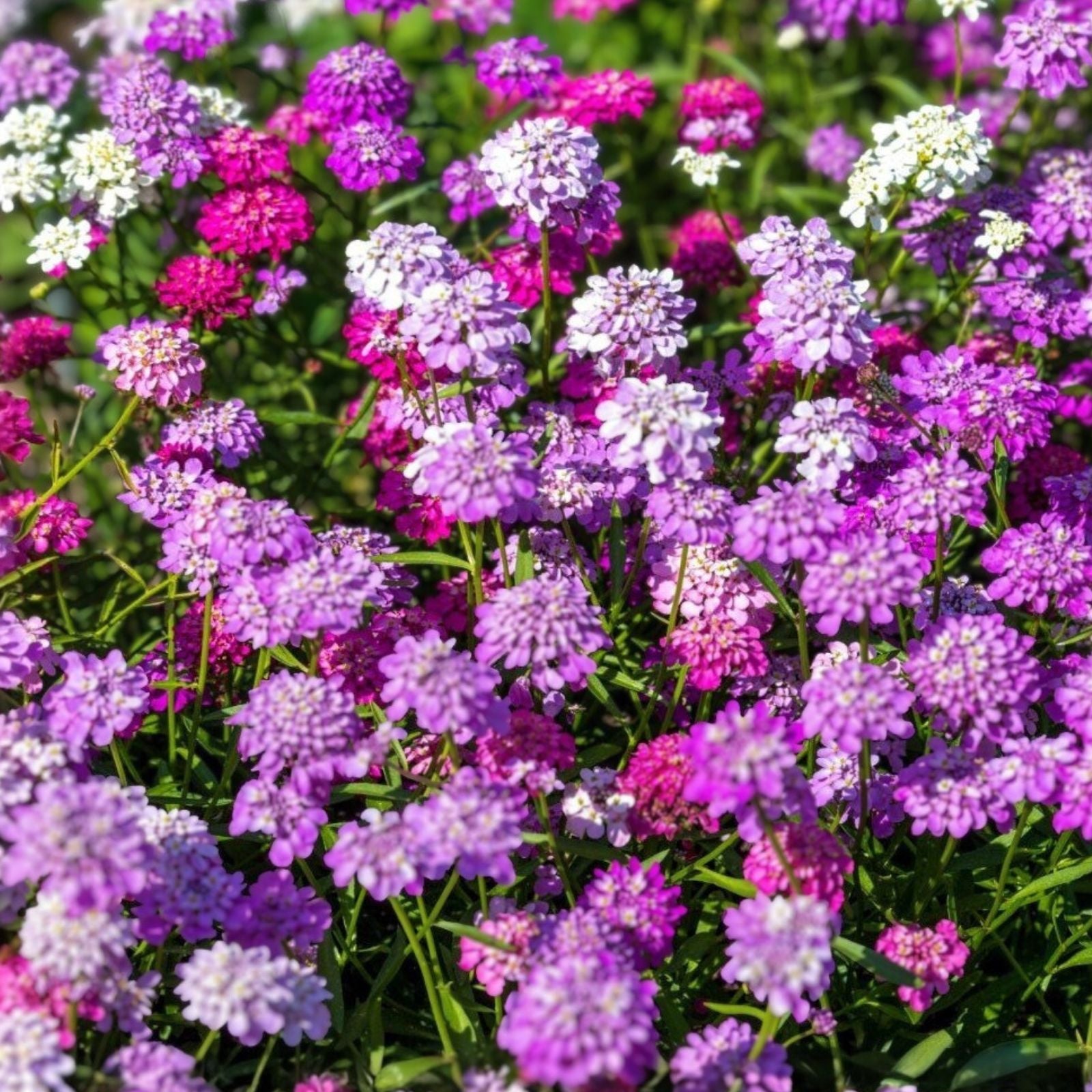 Candytuft Seeds Dwarf Fairy Mix Pink Lavender White Flower Seeds Iberis umbellata Live Plant Cutting Starter Plant