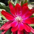 Epiphyllum Cuttings 8-10 Inches Long - Bertha T. Tropical Cactus Unrooted Epiphyllum spp. - Fast Growing
