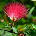 Pink Mimosa Tree Cuttings – 8-10” Albizia Julibrissin Persian Silk Tree Fast Growing Garden Plants, Qty 5