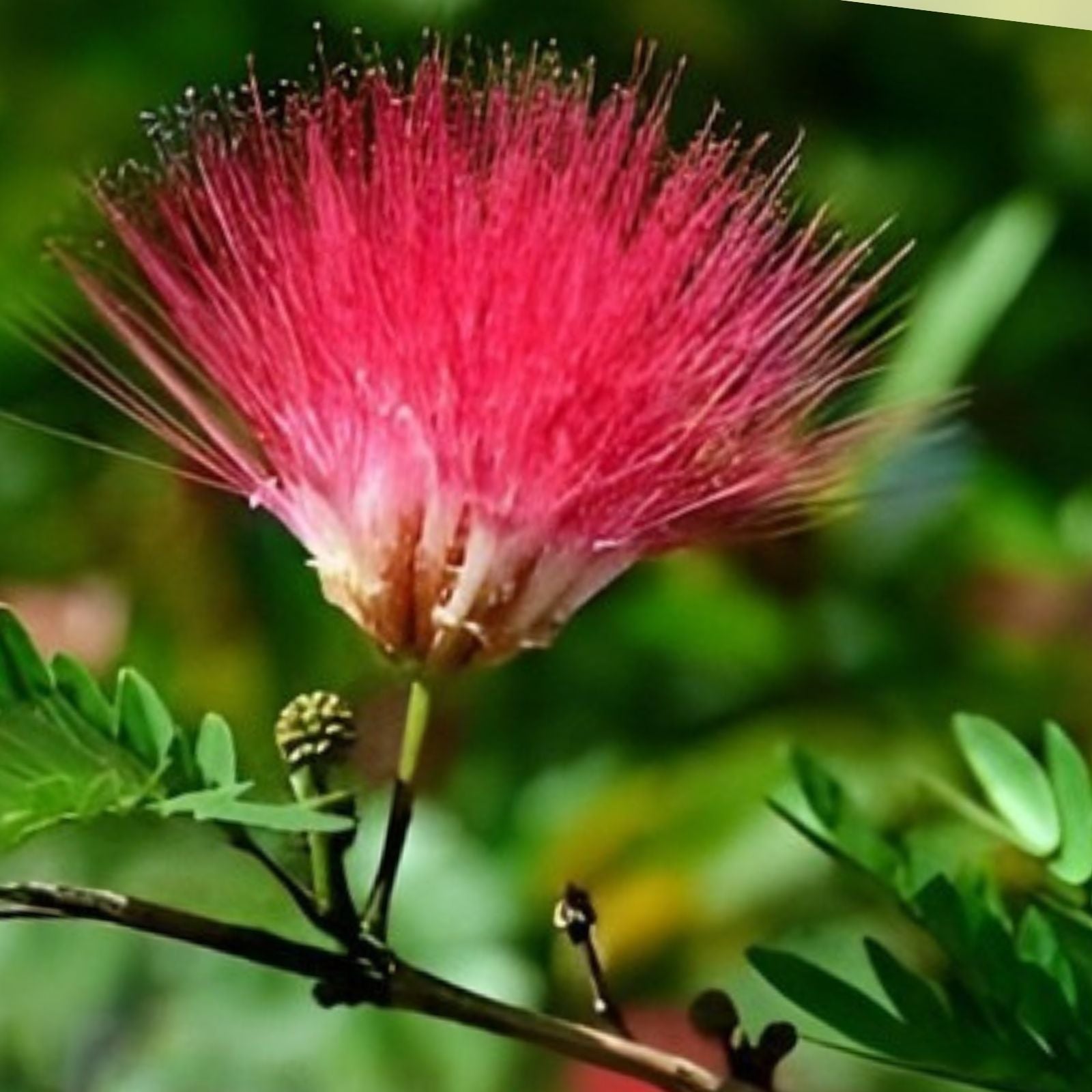 Pink Mimosa Tree Cuttings – 8-10” Albizia Julibrissin Persian Silk Tree Fast Growing Garden Plants, Qty 5
