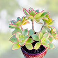 Aeonium 'Kiwi' Variegated Succulent Cutting 2-3 inches | Rare Indoor Garden Decor Plant