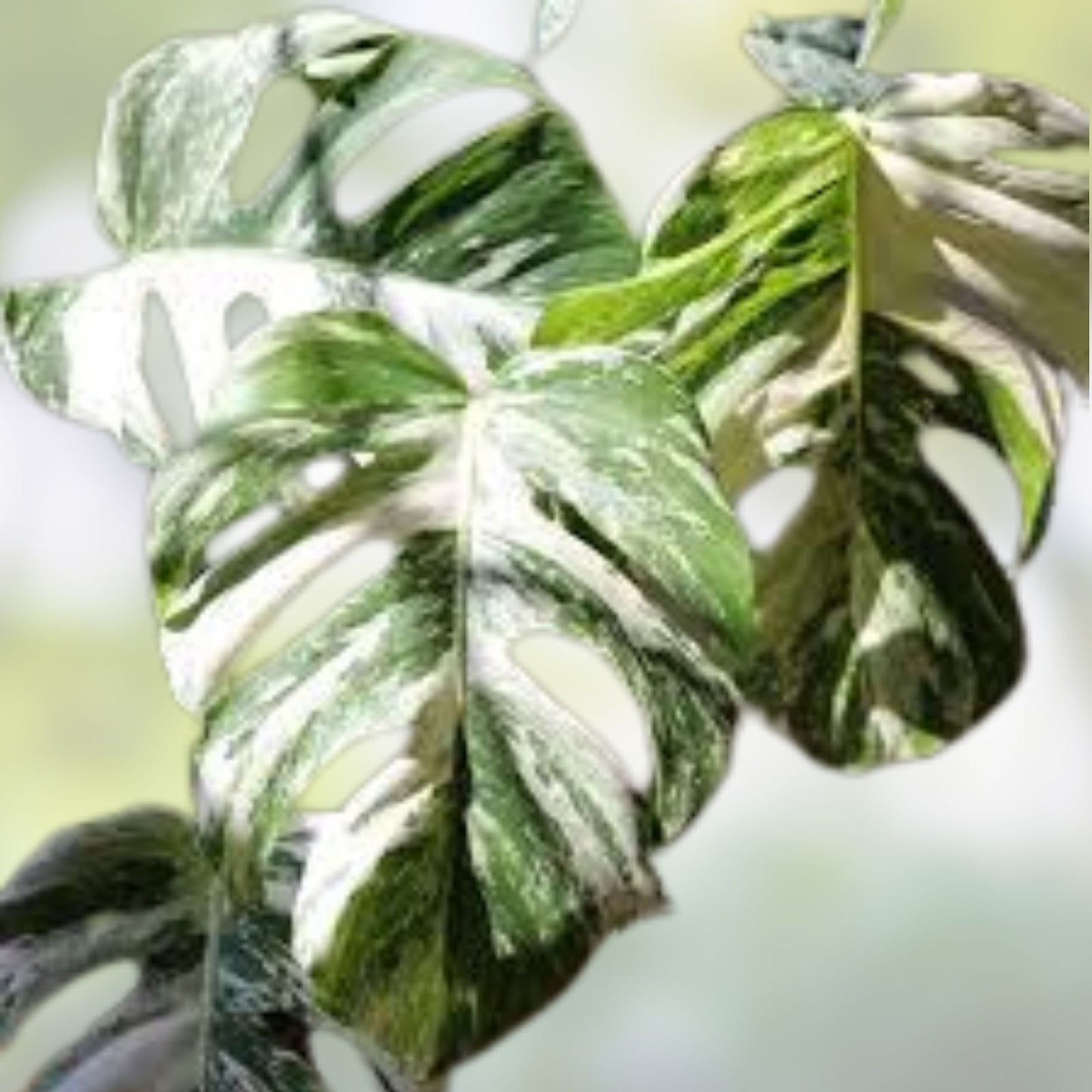 Monstera Albo Borsigiana Cutting Rare Variegated Houseplant Indoor Garden Plant Live Plant