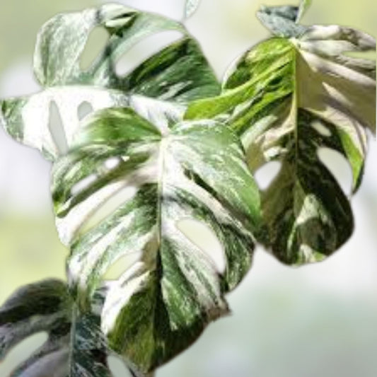 Monstera Albo Borsigiana Cutting Rare Variegated Houseplant Indoor Garden Plant Live Plant