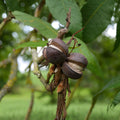 Shellbark Hickory Tree Live Plant 8-12 Inch Carya laciniosa Edible Nuts Hardy Zone 5-9