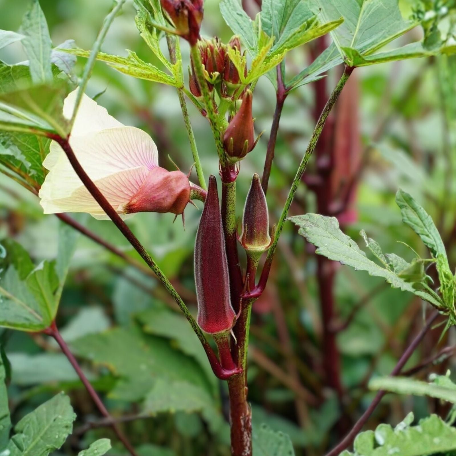 Okra Seeds Red Burgundy Heirloom Non-GMO Vegetable Planting Seeds for Garden 25+
