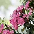 Oleander Cuttings 6" Pink Live Flower Plants for Propagation - Nerium oleander Garden Flower Plants Fresh Stock