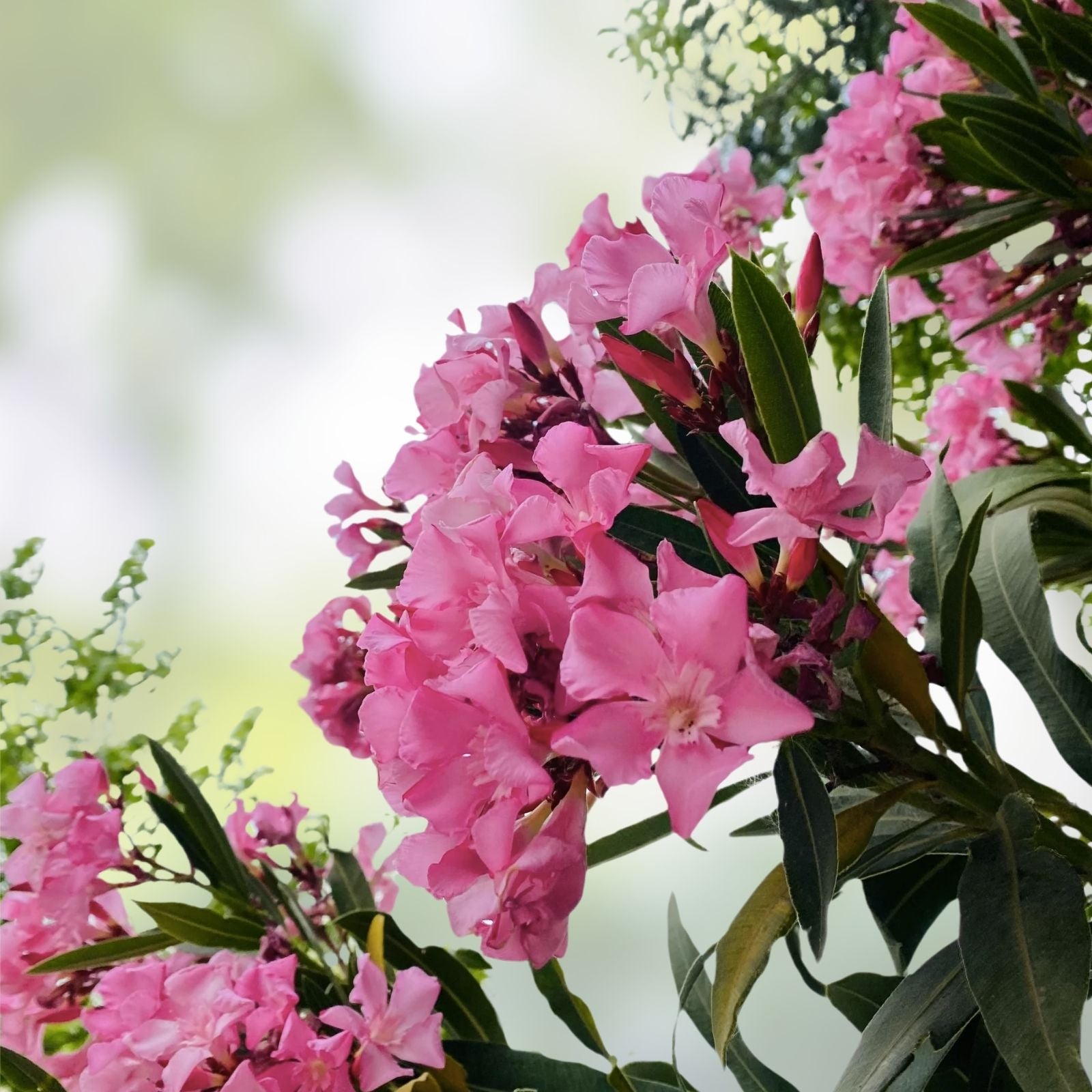 Oleander Cuttings 6" Pink Live Flower Plants for Propagation - Nerium oleander Garden Flower Plants Fresh Stock