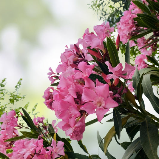 Oleander Cuttings 6" Pink Live Flower Plants for Propagation - Nerium oleander Garden Flower Plants Fresh Stock