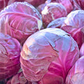 Red Acre Cabbage Seeds – Heirloom Non-GMO Vegetable Seeds for Garden – Brassica oleracea, 500+ Starter Plants or Seeds