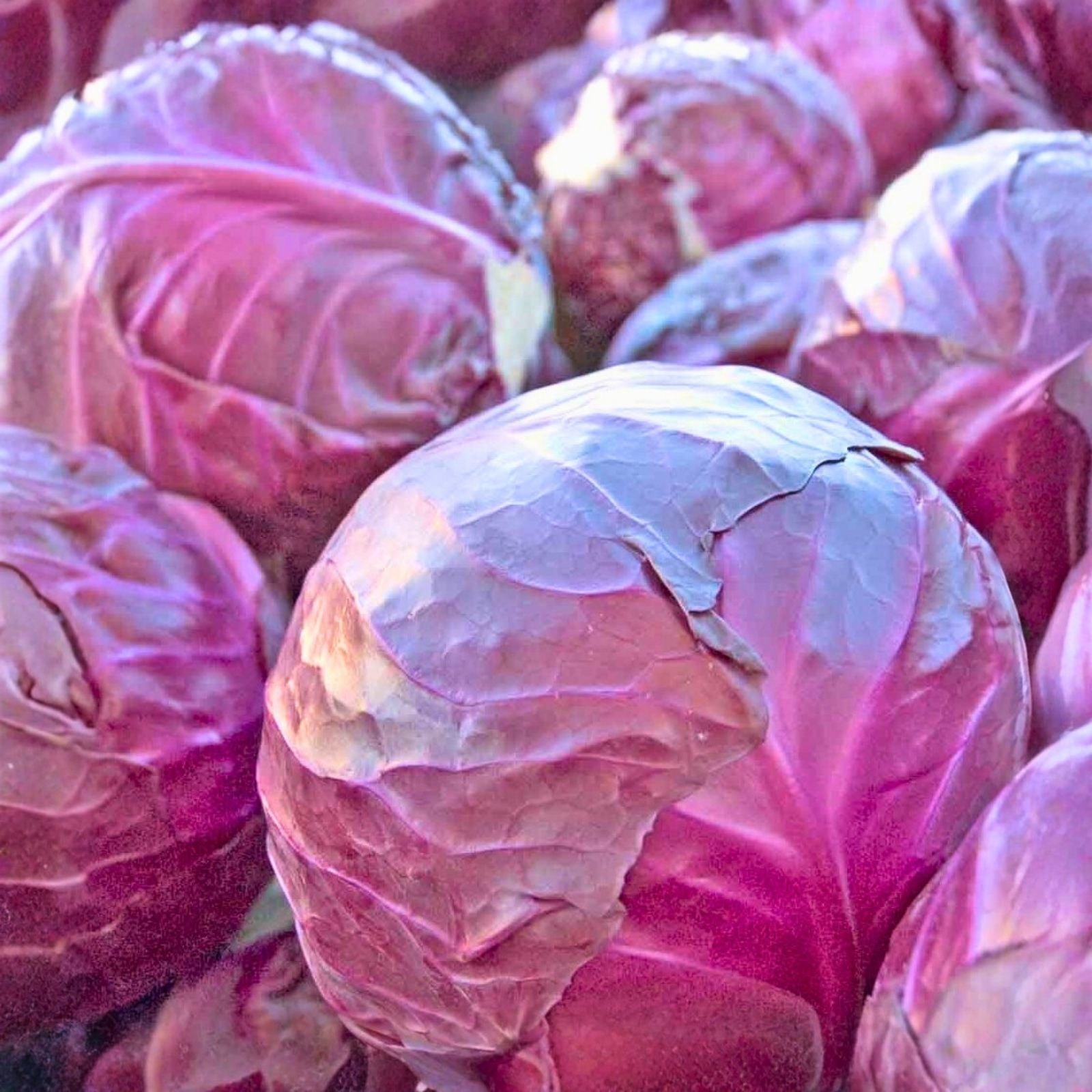 Red Acre Cabbage Seeds – Heirloom Non-GMO Vegetable Seeds for Garden – Brassica oleracea, 500+ Starter Plants or Seeds