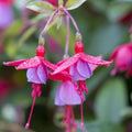 Big Fragrant Garden Red Rose Cuttings - Ready to Plant Rosa spp. Flowering Garden Plants