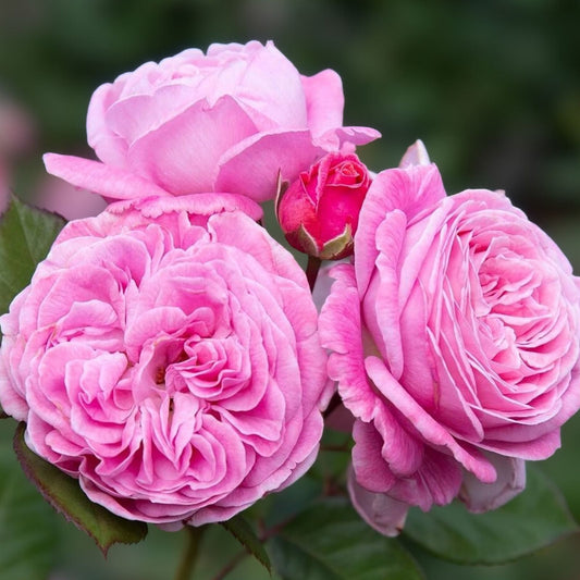 Organic Pink Rose Cuttings 5 Pack – Live Plant, Rooting, Garden Flower Propagation, Rosa spp., Bare Root Starter Plant