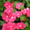 Vinca Seeds 100 Pack Sunsplash Cherry Catharanthus roseus Flower Seeds for Garden Landscape Container Planting