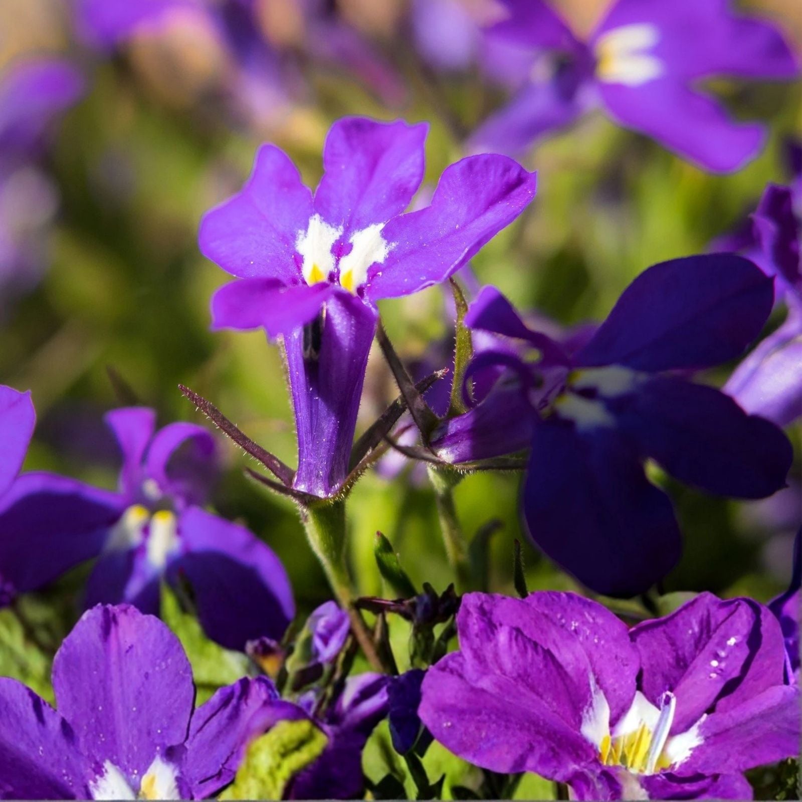 Purple Trailing Lobelia Flower Seeds – 600+ Ground Cover Plant for Baskets, Lobelia erinus, Ornamental Garden Seeds