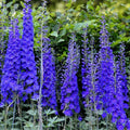 Mixed Morning Glory Flower Seeds - 250 Count - Colorful Blooming Vine - Ipomoea tricolor - Garden Flower Seeds