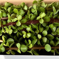 Portulacaria Afra Succulent Cuttings 6 pcs Dwarf Jade Bonsai Indoor Plant Starter Bare Root