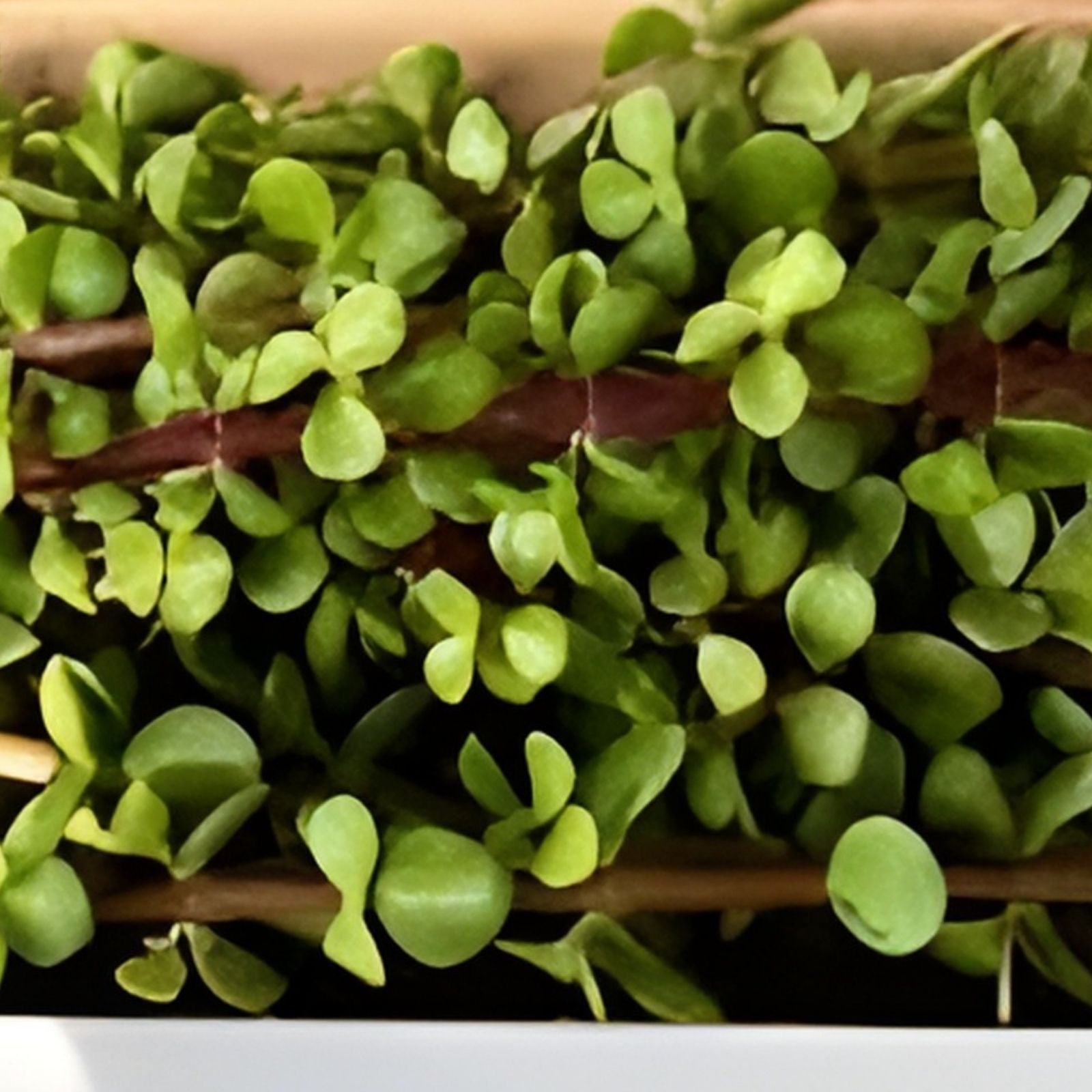 Portulacaria Afra Succulent Cuttings 6 pcs Dwarf Jade Bonsai Indoor Plant Starter Bare Root