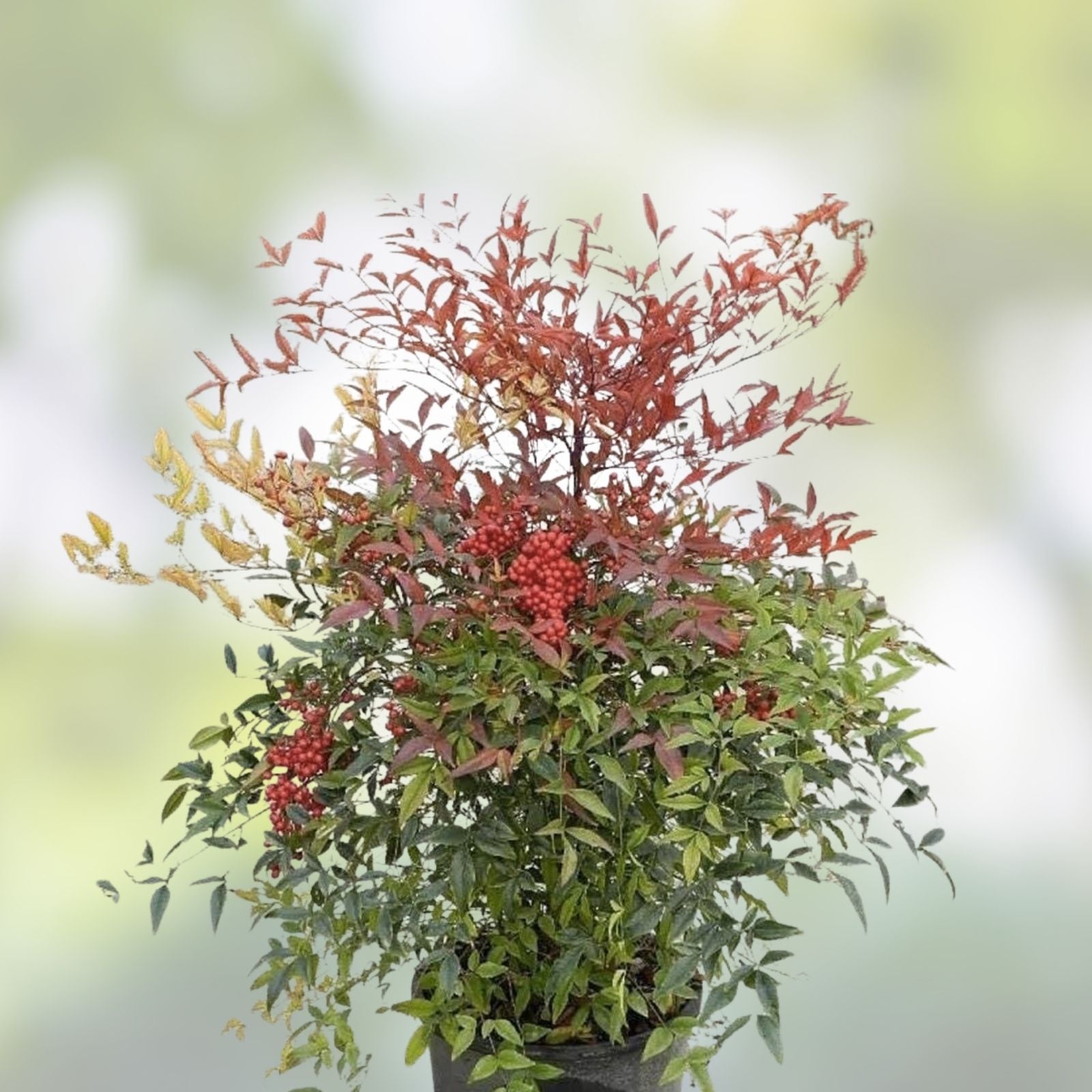 Heavenly Bamboo Seeds Nandina domestica 20+ Pack Ornamental & Medicinal Live Plant Cutting Bare Root Starter Plant