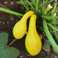 Heirloom Golden Crookneck Squash Seeds Non-GMO Organic Vegetable Seeds Cucurbita pepo 100 Pack
