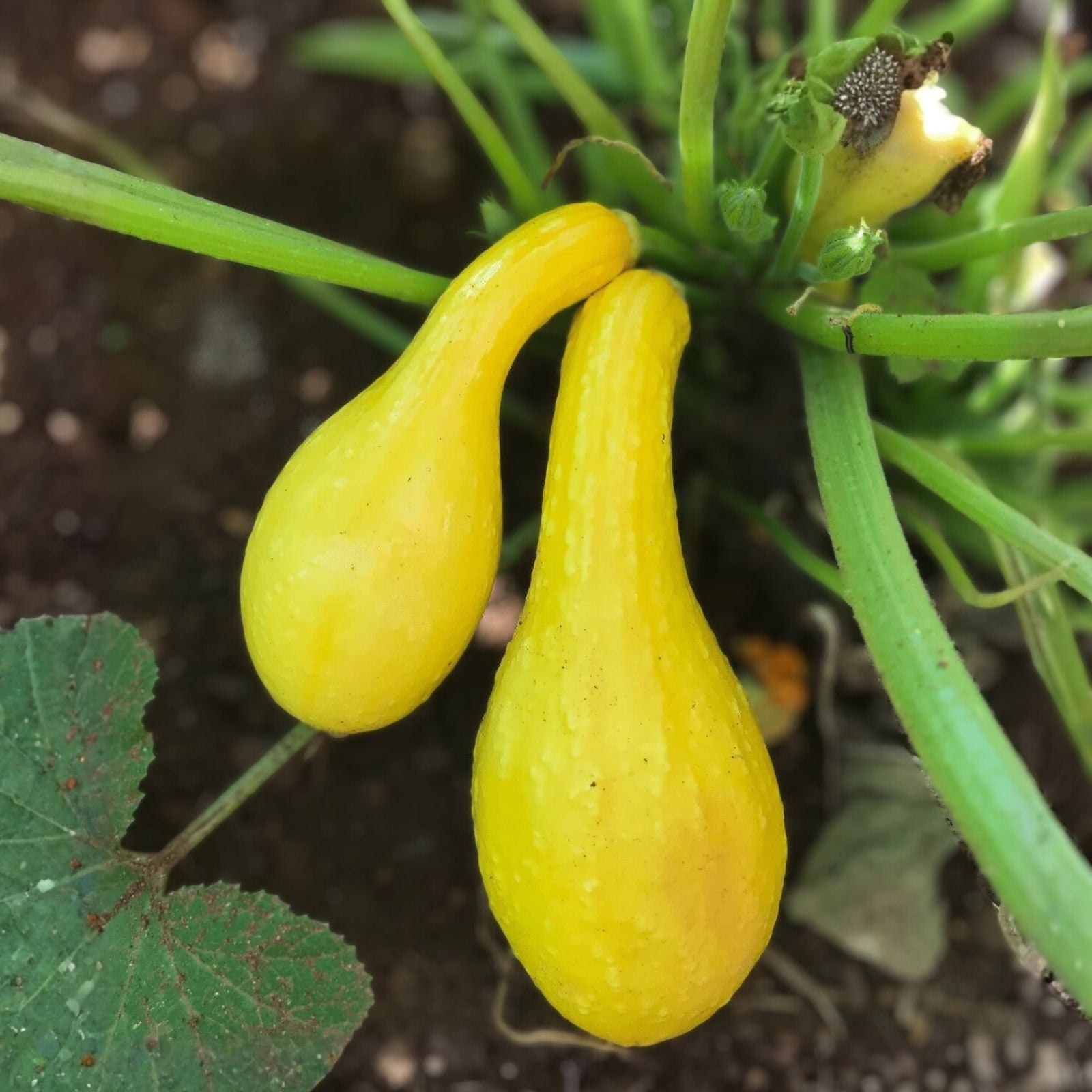 Heirloom Golden Crookneck Squash Seeds Non-GMO Organic Vegetable Seeds Cucurbita pepo 100 Pack