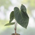 Anthurium Plant - Wide Velvet Leaf - Dark Phoenix x Indo Port x King of Spades - Rare Tropical Houseplant - Fast Growing
