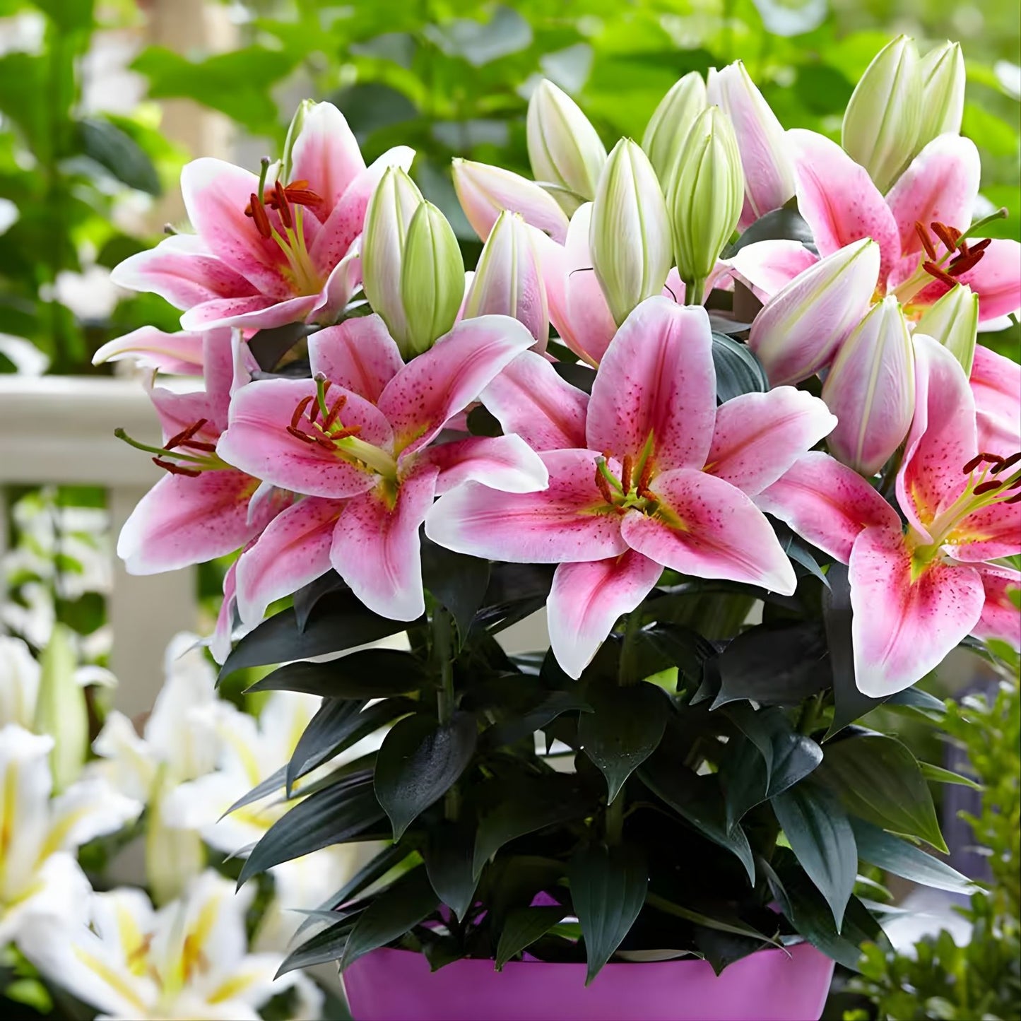 Large Pink Oriental Lily Bulb Smart Romance – Live Flowering Lily Bulb for Garden Landscaping