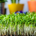 Curled Cress Seeds Heirloom Broadleaf Microgreens Live Plant Starter 25+ Seeds Home Gardening Lepidium sativum