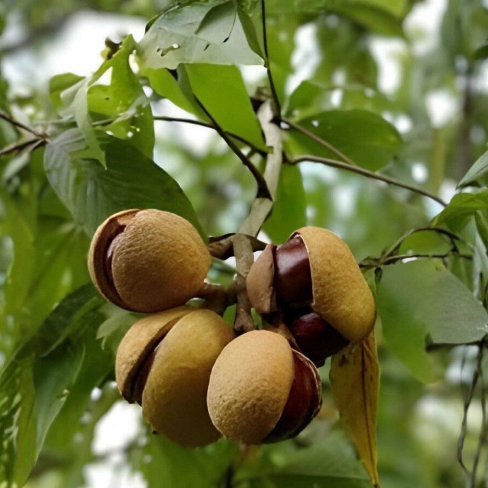 Ohio Buckeye Tree Live Bare Root Plant 12-16" Aesculus glabra Native Tree for Landscape Wildlife Gardens